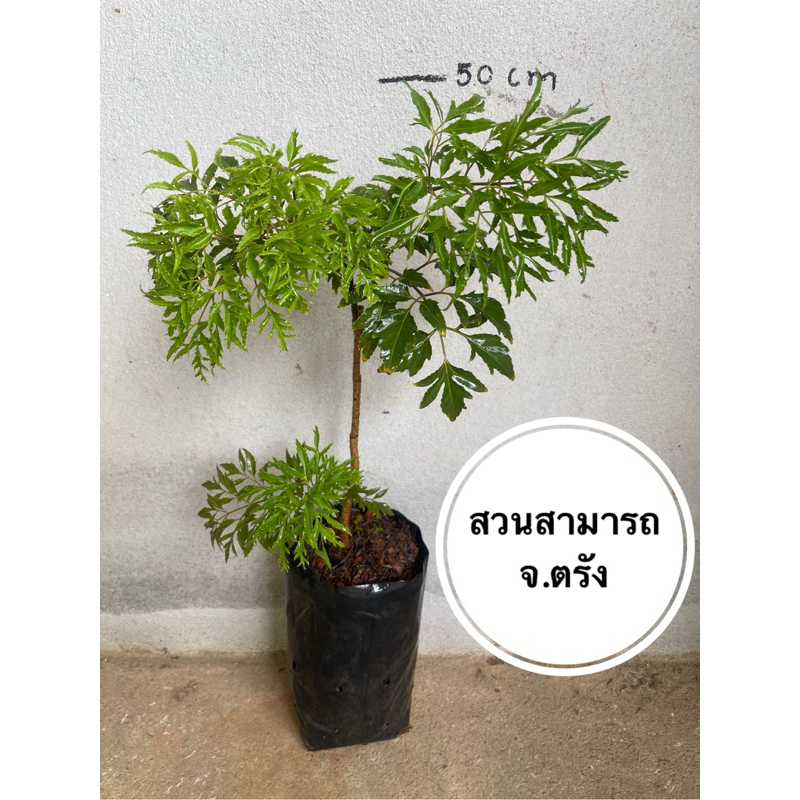 ต้นเล็บครุฑ 30เซนทำทอดมัน ใบฝอย ต้นเล็บครุฑใต้
