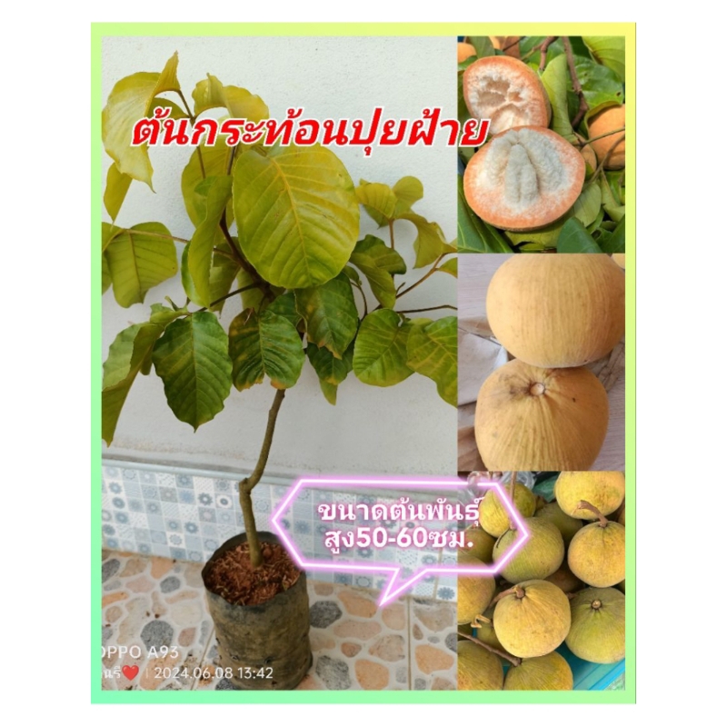 ต้นกระท้อนปุยฝ้าย เนื้อฟู ผลโต ออกลูกเร็ว ขายเป็นต้นพันธุ์ ส่งทั้งถุงชำ ขนาดต้น30-40ซม.