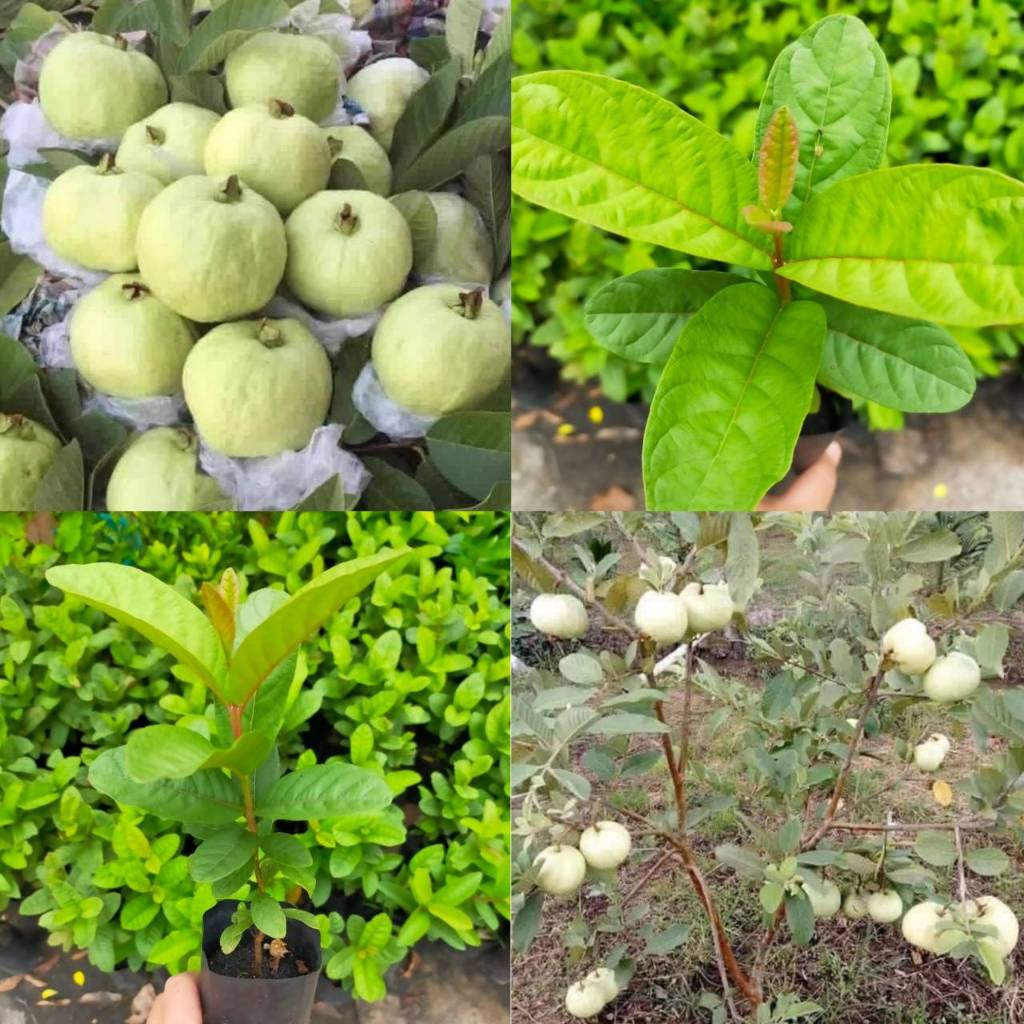 ฝรั่งกิมจู ไส้ขาว(2ต้น) (เพาะเมล็ด)ปลูกได้ในทุกพื้นที่ของประเทศไทย (สินค้าพร้อมส่ง)