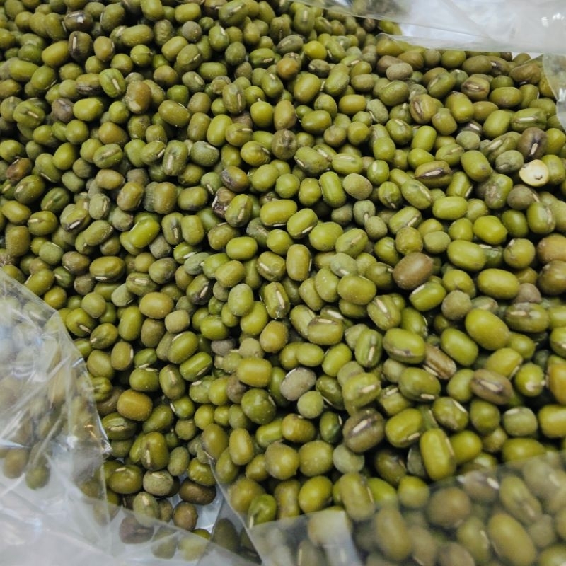 เมล็ดพันธุ์ถั่วเพาะงอก ถั่วเขียว ถั่วเขียวเพาะงอก ขนาด 1000 กรัม