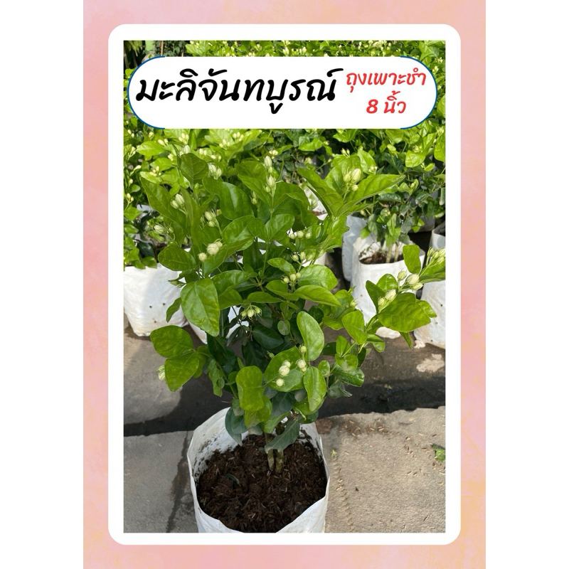 ต้นมะลิ มะลิจันทบูรณ์ ดอกดก ดอกซ้อนสวย หอม ทนแดด ถุงเพาะ8นิ้ว