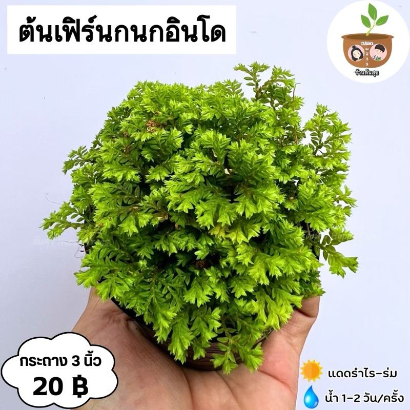 ต้นเฟิร์นกนกอินโด จัดส่ง 2 ต้นขึ้นไป คละแบบได้