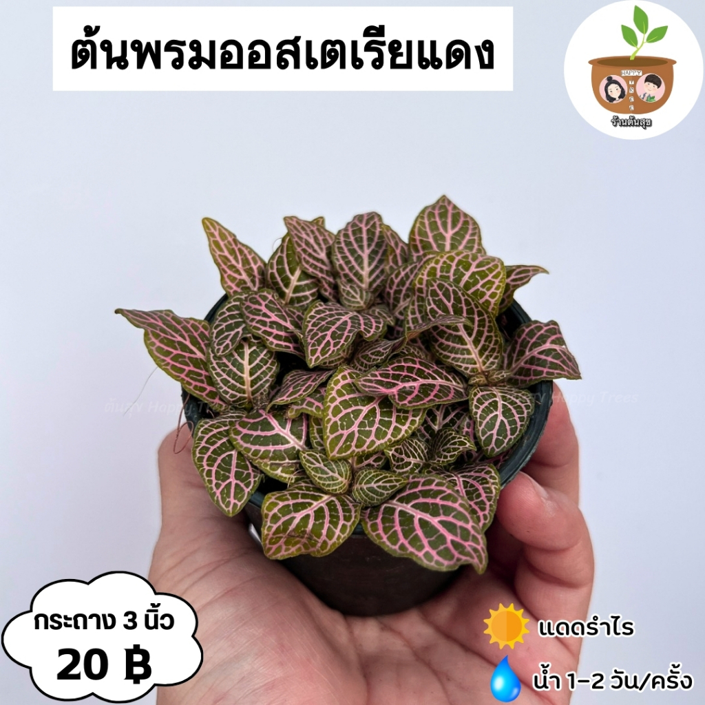 ต้นพรมออสเตเรียแดง จัดส่ง 2 ต้นขึ้นไป คละแบบได้ ต้นไม้มงคลจิ๋ว