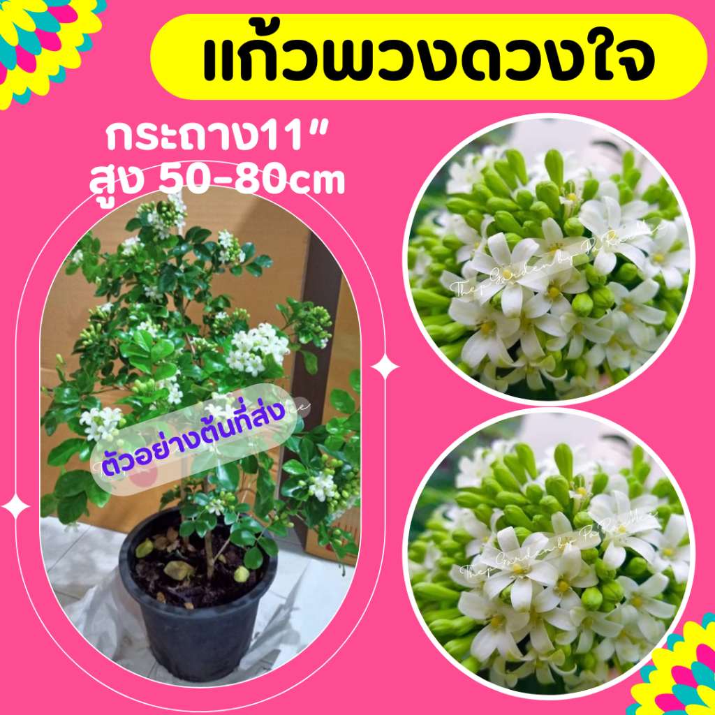 ต้นแก้วพวงดวงใจ #แก้วพวงดวงใจ กระถาง11" สูง 50-80cm.