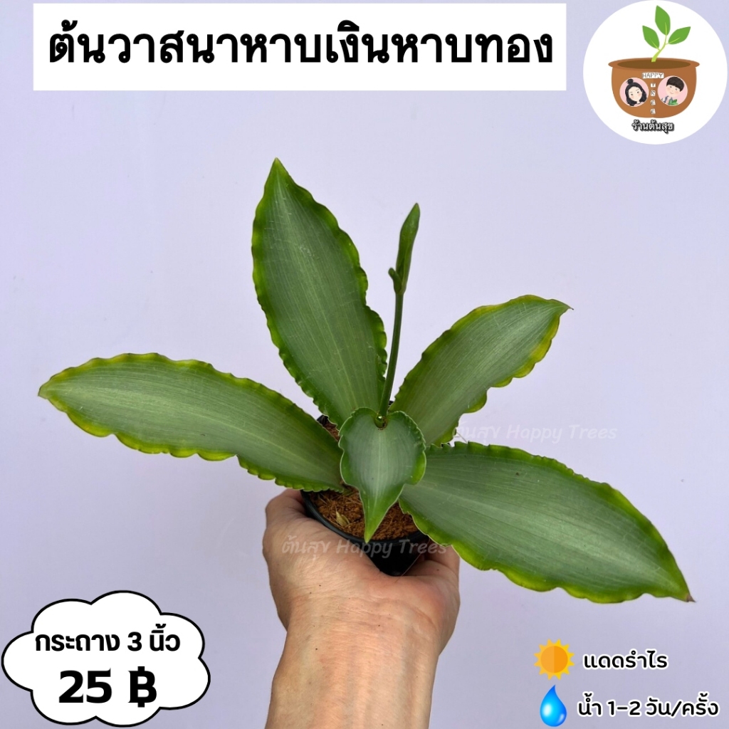 ต้นว่านน้ำทอง จัดส่ง 2 ต้นขึ้นไป คละแบบได้