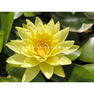 บัวฝรัังชื่อโจอี้ สีเหลืองสดมาแล้วจ้า