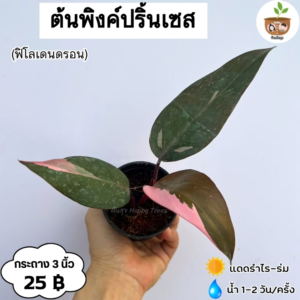 ต้นพิงค์ปริ้นเซส จัดส่ง 2 ต้นขึ้นไป คละแบบได้