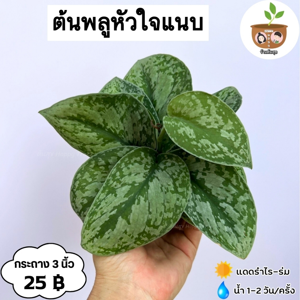 ต้นพลูหัวใจแนบ จัดส่ง 2 ต้นขึ้นไป คละแบบได้