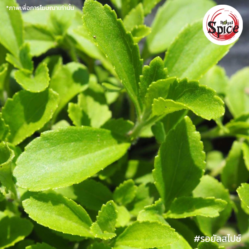 หญ้าหวานผง เบอร์ 1 ขนาด 1 กิโลกรัม - รูปที่ 2