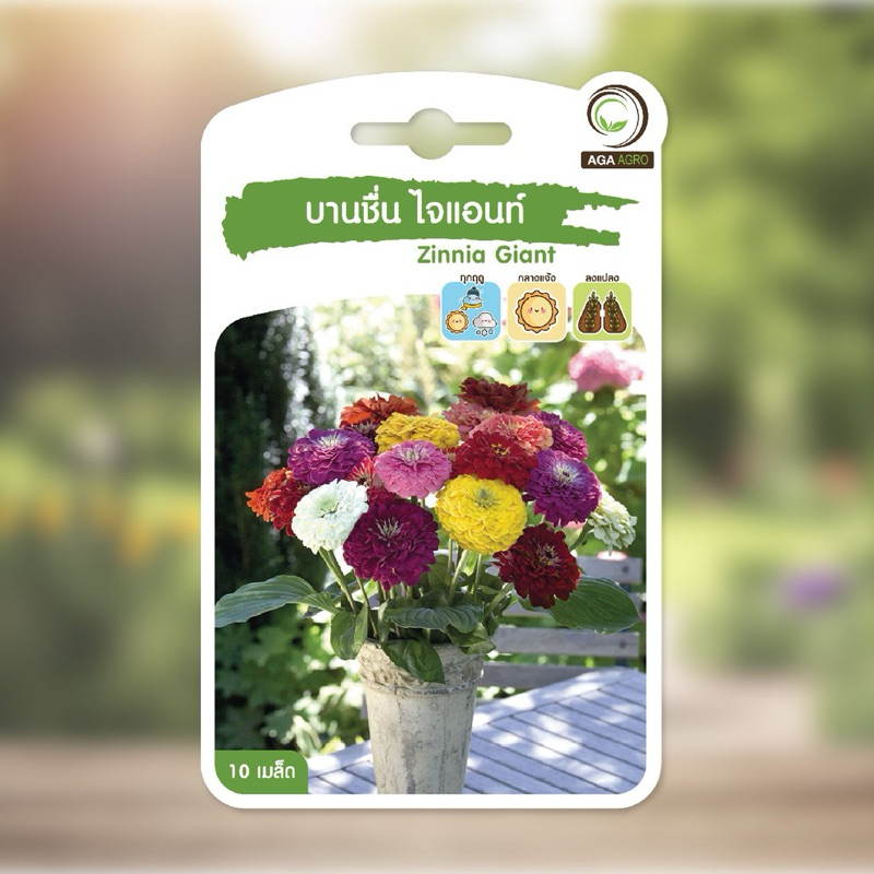 เมล็ดดอกบานชื่น ไจแอนท์ ดอกใหญ่ สวย หลายสี ทนร้อน ต้นสูง แข็งแรง 10 เมล็ด