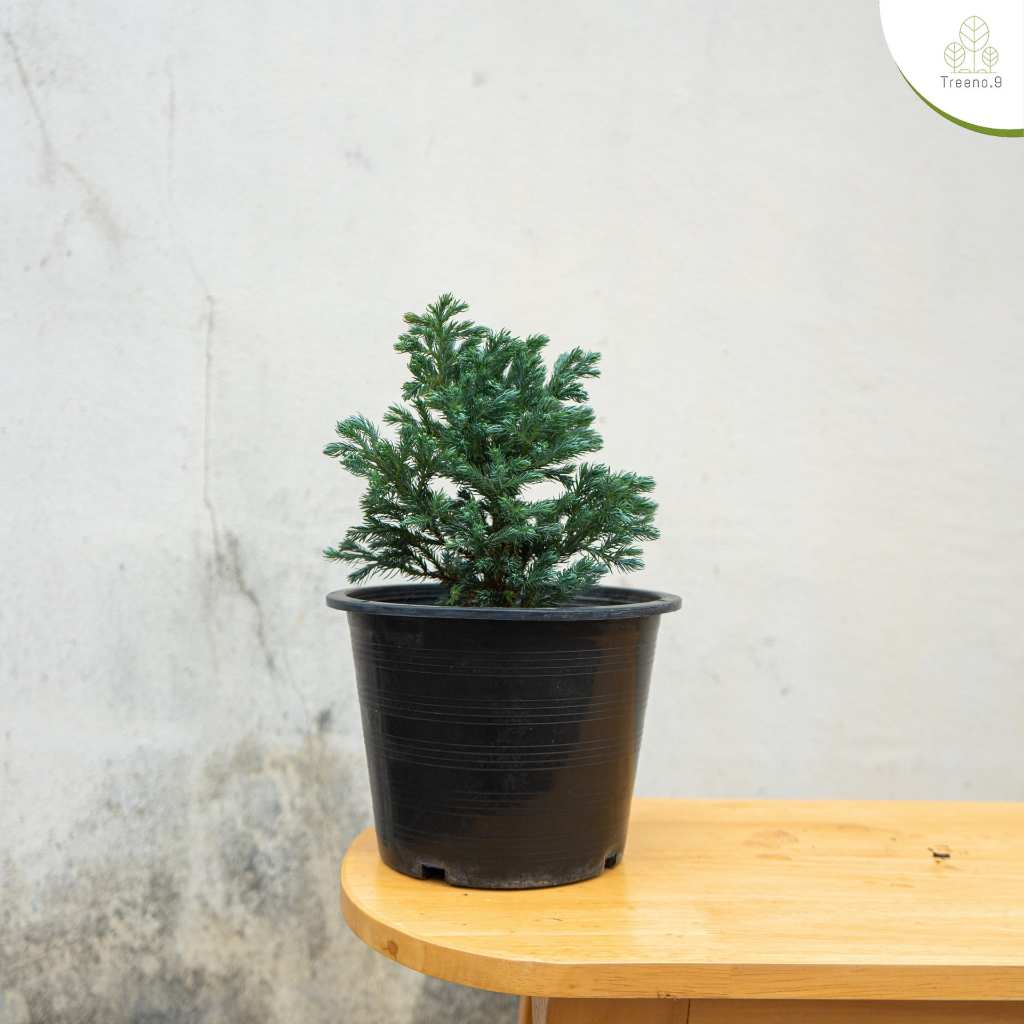 Treeno.9 T69 สนบลูแคระ Blue Star Juniperus squamata ไม้ประดับ ไม้พุ่มเล็ก น่าร้ากกกกมากกก Size 8"