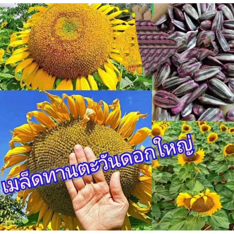 เมล็ดพันธุ์ดอกทานตะวันดอกใหญ่