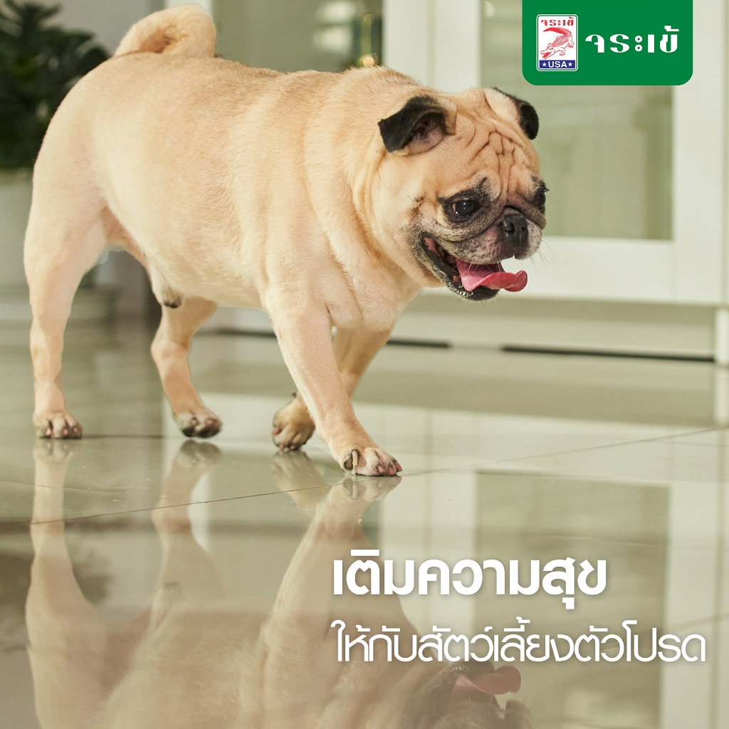จระเข้ สเปรย์กันลื่น ควิก ฉีดทิ้งไว้ 5 นาที หายลื่น กดสั่ง 2 ขวด จ่ายแค่ 598.- บาท ปลอดภัย ใช้ง่าย ราคา ถูกที่สุด ดีลบีเคเค แกลเลอรีภาพที่ 4