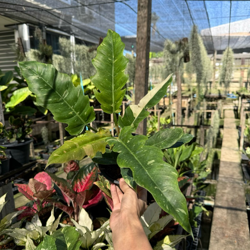 ฟิโลใบเลื่อยด่าง ใบจุดด่างสวย แพคส่งต้นพร้อมกระถางขนาด 5-6 นิ้ว - รูปที่ 2