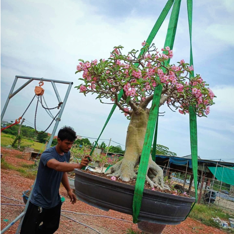 ชวนชม บ้านนาทรงแทง สูงมาก 1เมตรครึ่ง กระถาง 1เมตร ลำต้นใหญ่มากครับ Adenium