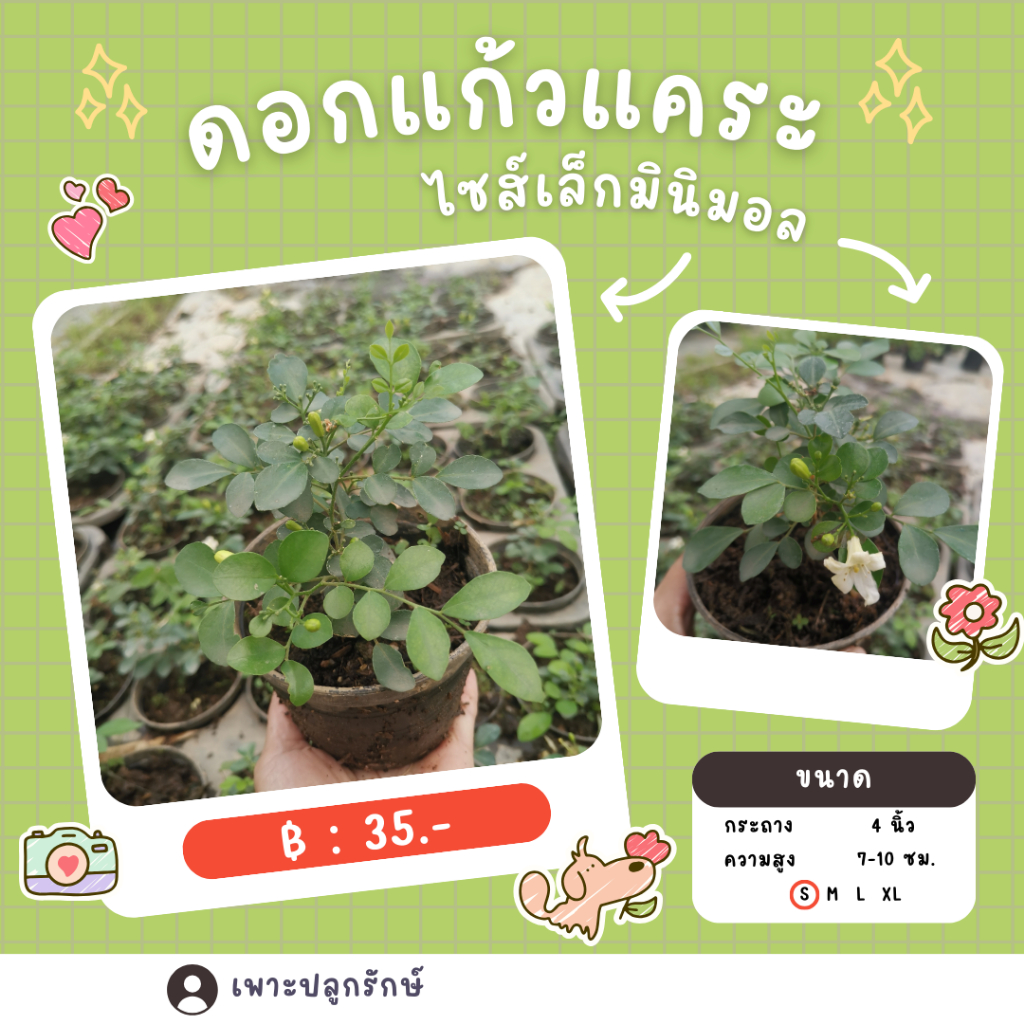 ต้นดอกแก้วแคระ #ต้นแก้ว แก้วขาว ไม้หอม ดอกดก ดอกตลอดปี F52