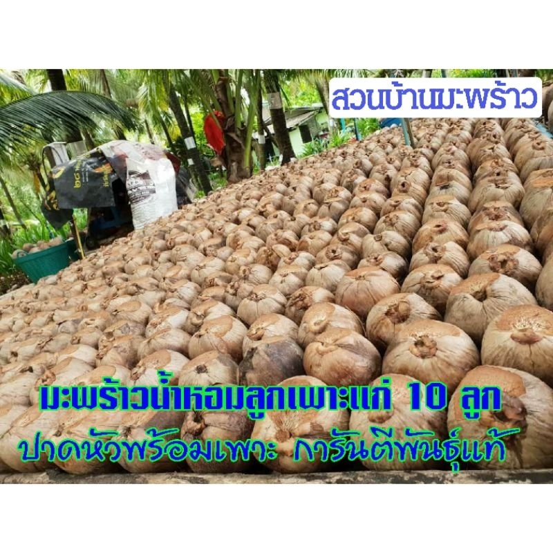 (เซ็ต 10 ลูก) มะพร้าวลูกเพาะ มะพร้าวปาดหัว พันธุ์มะพร้าวน้ำหอมบ้านแพ้ว มะพร้าวลูกแก่ สำหรับทำพันธุ์ จากต้นแม่อายุ 20 ปี