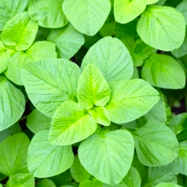 ผักโขมอบชีส10แถม1!!ถูกที่สุด 10 บ.เมล็ดพันธุ์ผักโขมอบชีส รูปที่ 3