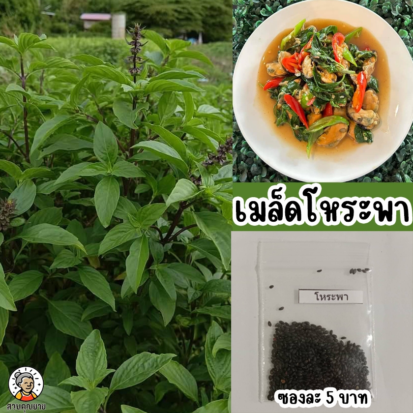 เมล็ดพันธุ์โหระพา ไจแอนท์ ทรงพุ่มสูง 60-70 ซม. ใบสีเขียว ใบใหญ่ ก้านสีม่วง ใบมีกลิ่นหอม