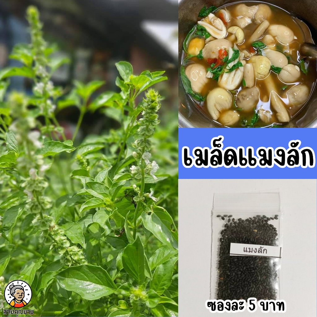 เมล็ดแมงลัก ใบสีเขียว ขอบใบเรียบและมีหยักมน มีกลิ่นหอมทุกส่วน ออกดอกสีขาว – โปรปัง