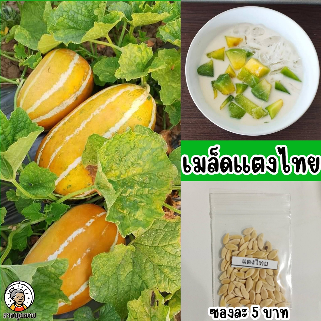 เมล็ดแตงไทย ปลูกง่าย ทนโรค ผลอ่อนมีลายเขียว ผลสุกมีลายเหลืองน้ำตาล กลิ่นหอมอร่อย