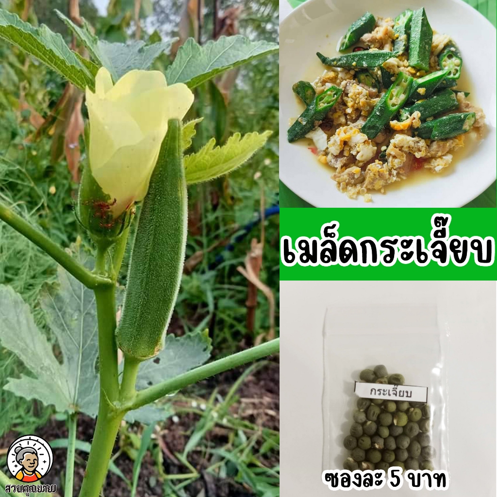 เมล็ดพันธุ์กระเจี๊ยบเขียว ฝักสีเขียวสด ห้าเหลี่ยม เจริญเติบโตดี ต้นสูง 140-160 ซม