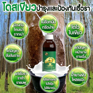 [ถูกที่สุด] โดสเขียว DOSEเพิ่มน้ำยาง 3-5 เท่าเห็นผลไว น้ำยางไหลดี แก้หน้ายางตายนึ่ง แก้เชื้อรา