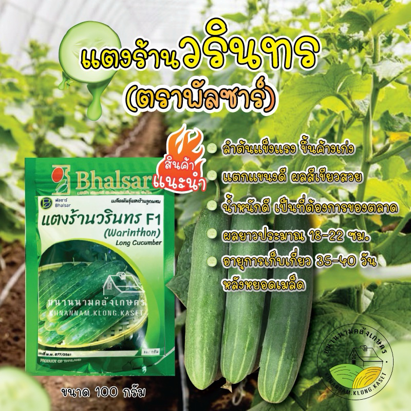 เมล็ดพันธุ์แตงร้านวรินทร ผลสีเขียวเข้ม ติดผลดก เก็บได้นาน ทนโรคราน้ำค้างเก่ง ผลยาว 18-20 ซม ขนาด100 กรัม Warinthon