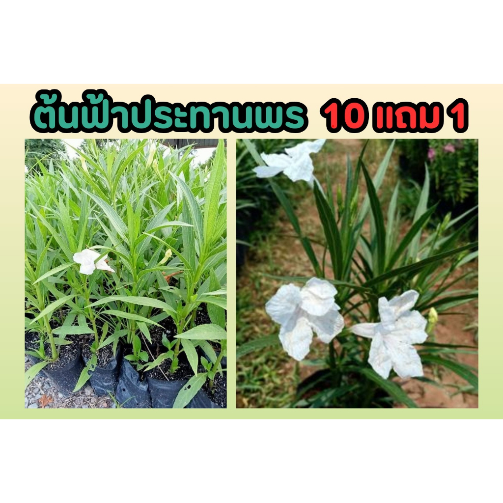 ต้นฟ้าประทานพร​ .ต้อยติ่งฝรั่งดอกสีขาว​ ดอกไม้ประดับ ไม้แดด​ ต้นไม้ดอกสีขาวหายาก ดอกไม้สวย ปลูกง่าย ธรรมชาติ ตกแต่งบ้าน