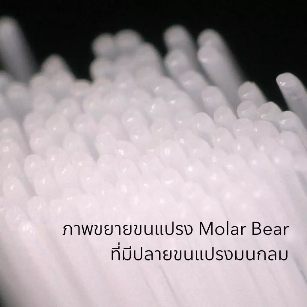 แปรงสีฟันเด็ก Molar Bear โมล่าร์ แบร์ (สำหรับเด็กอายุ 0-3 / 3-6 / 6-12 ปีขึ้นไป ) แปรงสีฟัน ขนแปรงนุ่ม หัวแปรงขนาดเล็ก thumbnail 9