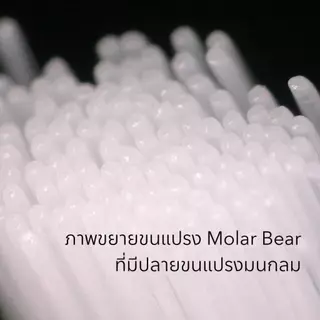 แปรงสีฟันเด็ก Molar Bear โมล่าร์ แบร์ (สำหรับเด็กอายุ 0-3 / 3-6 / 6-12 ปีขึ้นไป ) แปรงสีฟัน ขนแปรงนุ่ม หัวแปรงขนาดเล็ก
