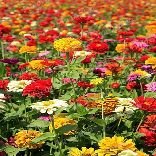 เมล็ดพันธุ์ดอกบานชื่นจัมโบ้ บานชื่นกลีบซ้อน คละสี 120เมล็ด Zinnia ต้นบานชื่นหลากสี