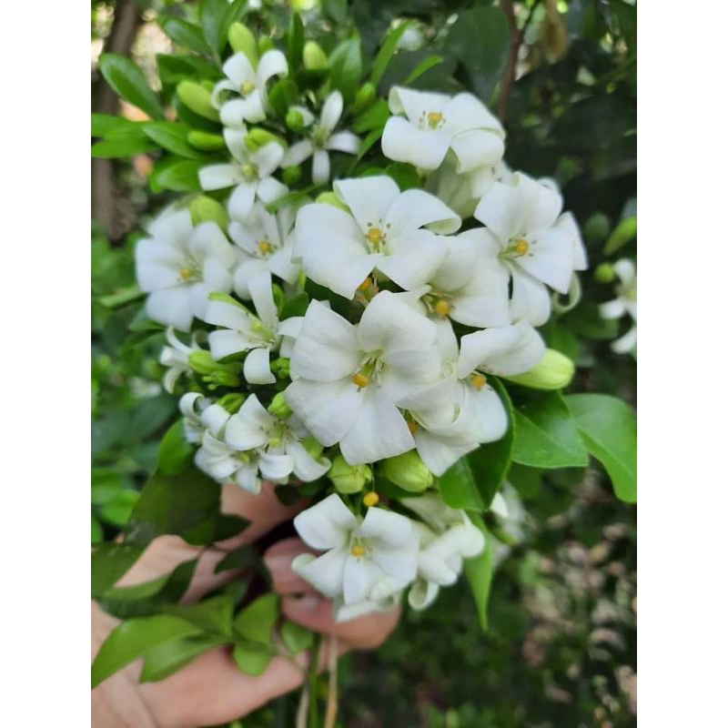 ดอกแก้วลิลลี่หอม1ต้นถุงดำไม้ประดับ