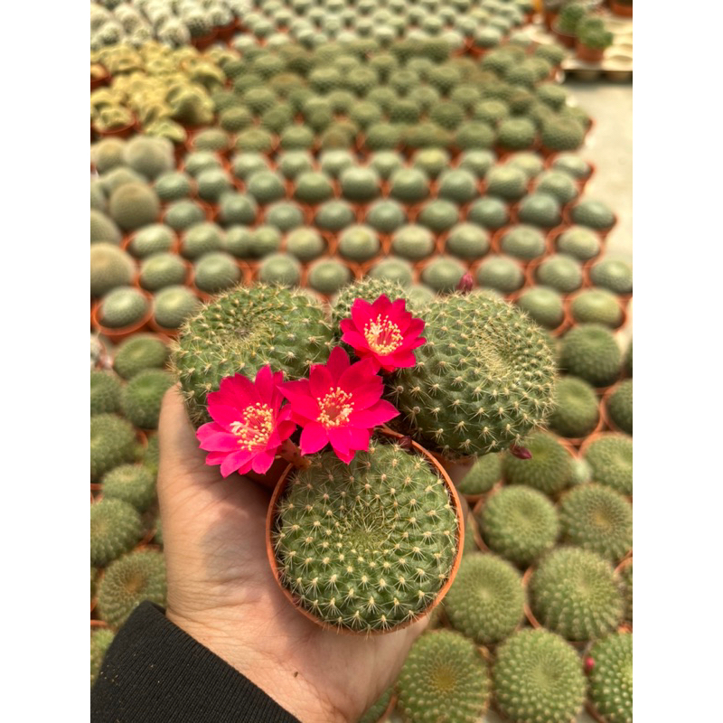 ซัลโคล รีบูเทียดอกสีชมพู