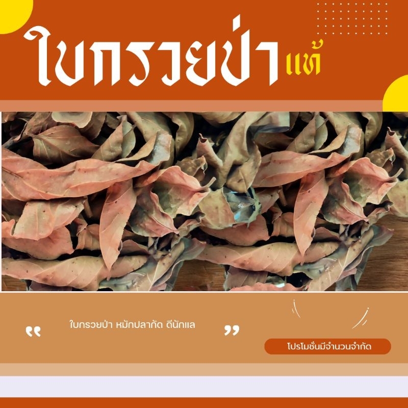 ใบกรวยหมักปลากัด  สำหรับ เซียนปลา  เหมาะสำหรับ ปลาสายกัดแพง