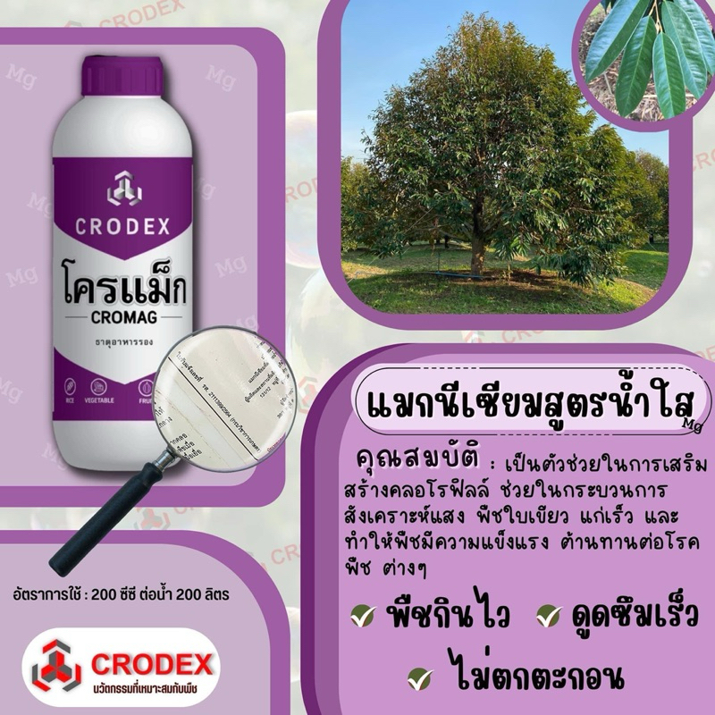 โครแม็ก แมกนีเซี่ยม6% ช่วยให้ใบพืชเขียวสมบูรณ์ ใบอ่อนพัฒนาเป็นใบแก่เร็วขึ้น ผลไม้สุกแก่สม่ำเสมอ