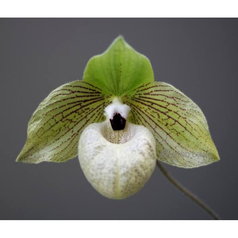 Paphiopedilum malipoense เป็นกล้วยไม้ป่า ราคา ถูกที่สุด ดีลบีเคเค