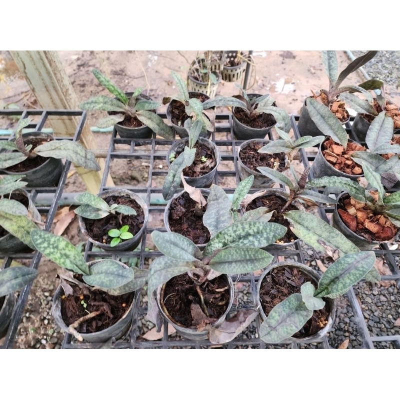 Paphiopedilum malipoense เป็นกล้วยไม้ป่า ราคา ถูกที่สุด ดีลบีเคเค แกลเลอรีภาพที่ 2