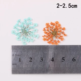 ดอกเอมิมาจัสทับแห้ง ดอกไม้จริงทับแห้ง ขนาด2-2.5 cm สำหรับตกตแต่งเครื่องประดับ เคส น้ำยาเรซิ่น ต่างๆ DIY