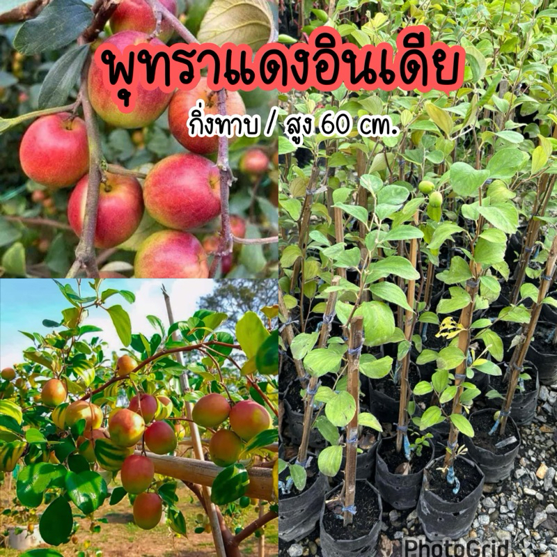 ต้นพุทราแดงอินเดีย กิ่งทาบ สูง60ซม.