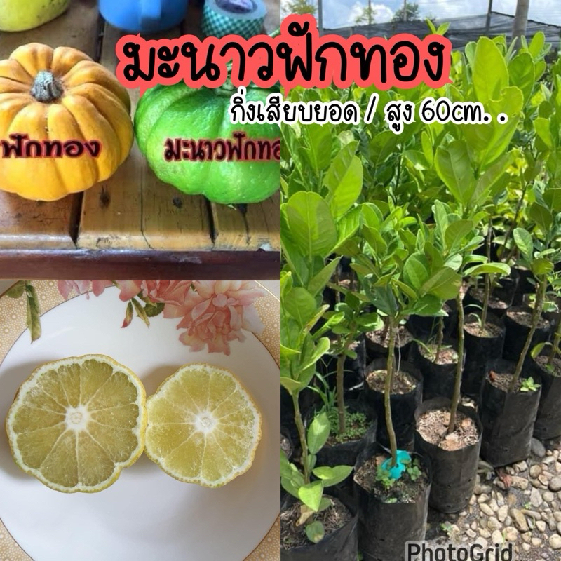 ต้นมะนาวฟักทอง กิ่งตอน/สูง60ซม. ต้นพร้อมลงปลูก