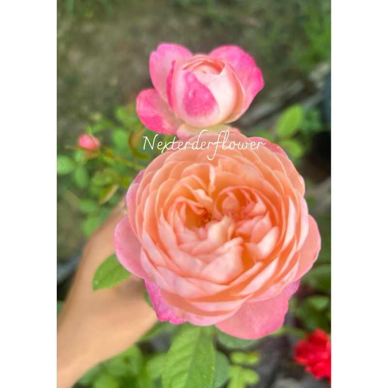 กุหลาบทาทามิรุม กระถาง12 นิ้ว กุหลาบญี่ปุ่น ทรงถ้วย ดอกขนาดกลาง สีชมพูสวยไล่เฉดสี สีอ่อนตามอายุการบาน เลี้ยงง่าย