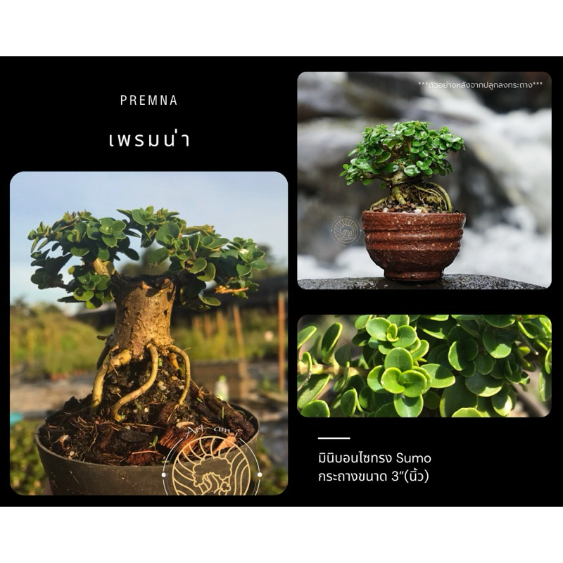 เพรมน่าไต้หวัน [Premna] 🌱ทรงซูโม่ บอนไซจิ๋ว ไม้กระถาง 3”(นิ้ว) กระถาง 4"(นิ้ว)