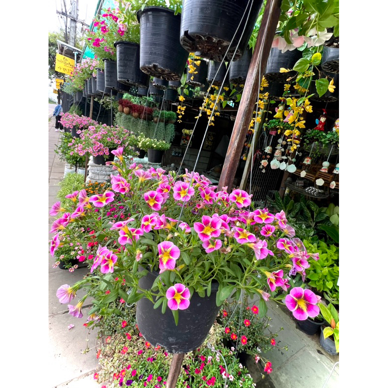 ต้นพิทูเทีย Petunia ไม้ดอก ไม้ประดับ ต้นไม้แห่งความไม่สิ้นหวัง พร้อมปลูก