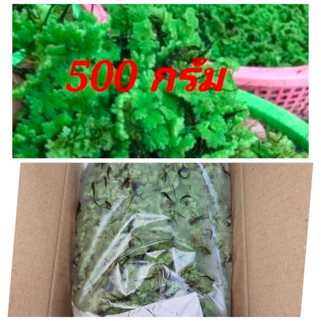 แหนแดง ไมโครฟิลล่า 🍀🍀🍀500กรัม28บาท🍀🍀แหนแดงพันธุ์เกษตร