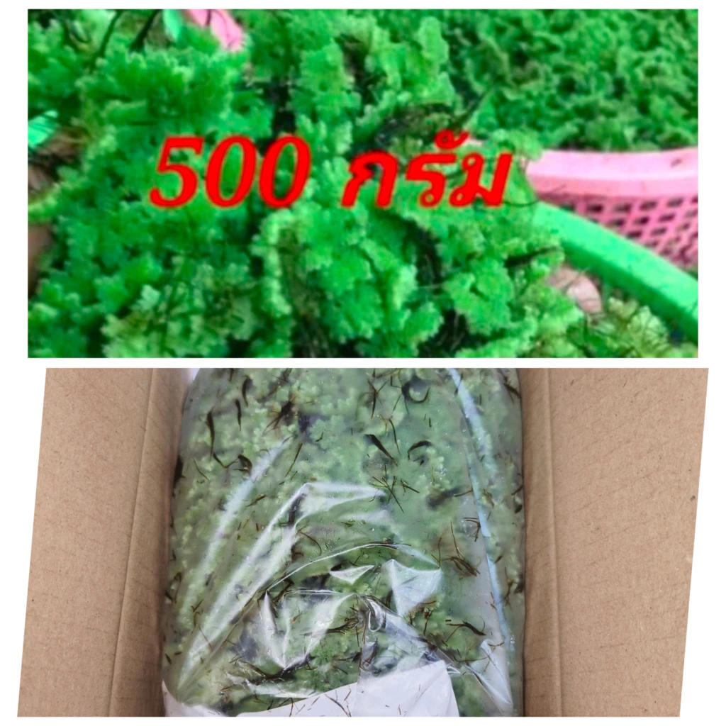 แหนแดง ไมโครฟิลล่า 🍀🍀🍀500กรัม28บาท🍀🍀แหนแดงพันธุ์เกษตร