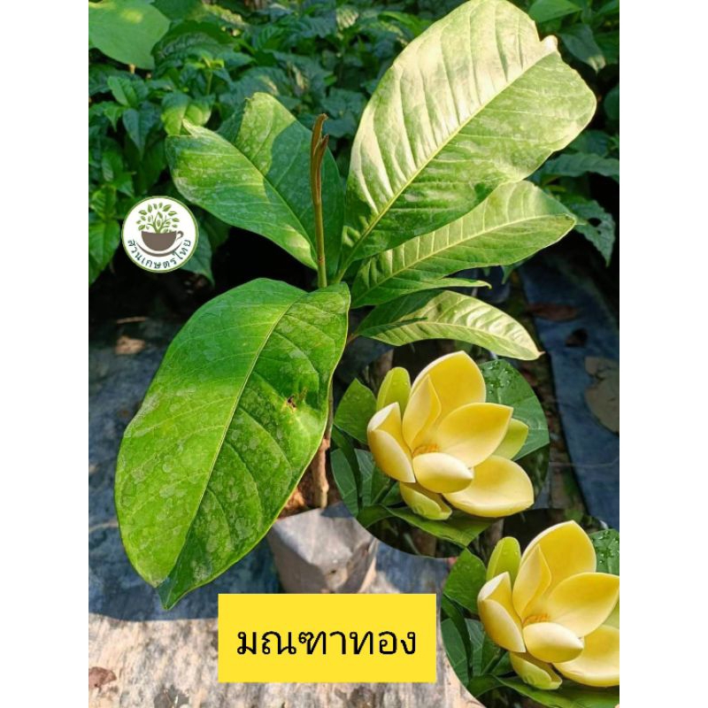 ต้นมณฑาทอง ไม้โบราณ หายาก ดอกใหญ่ ไม้ดอกหอม มณฑาทอง