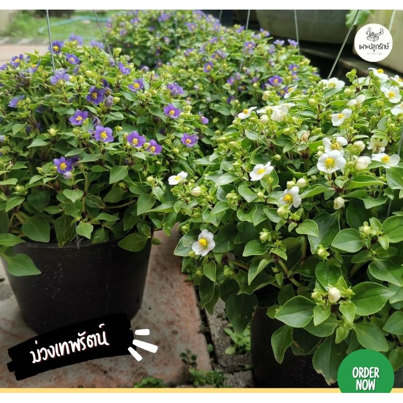 ต้นดอกม่วงเทพรัตน์ #สีม่วง #สีชมพู #สีขาว #ดอกไม้ทานได้ #edibleflower #F06