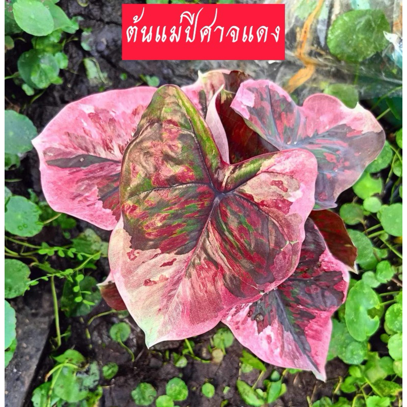 ปีศาจแดงบอนสี บอนสีด่าง👹ถึงตัวจะเป็นแค่ปีศาจ แต่ใบพี่สีเกรี้ยวกราดมากนะจ๊ะ👺
