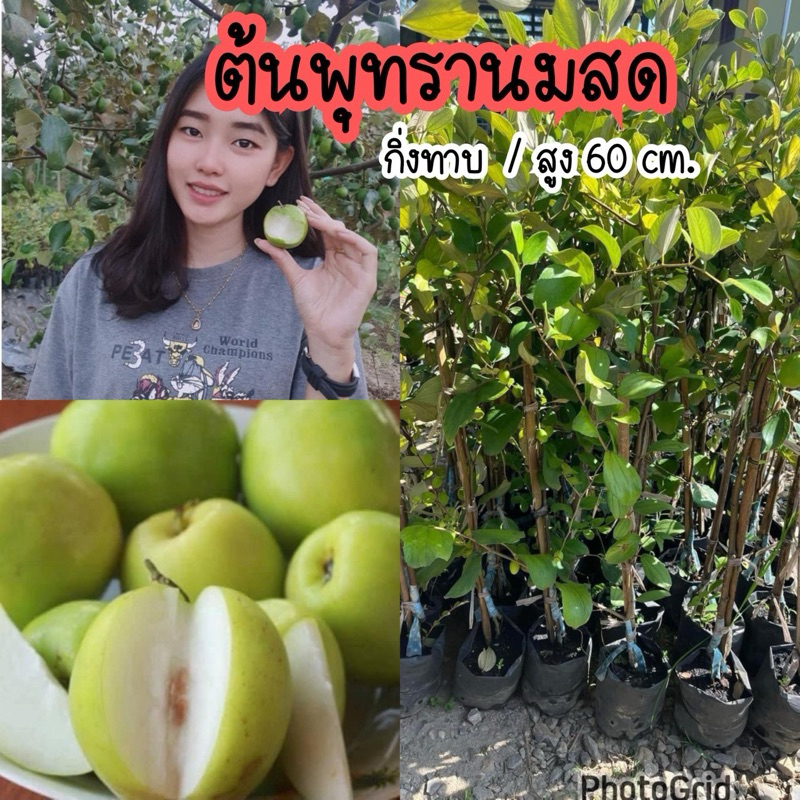 ต้นพุทรานมสด/กิ่งทาบ/สูง 60ซม.